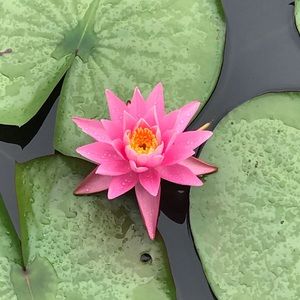 Meet your Posher, Starr